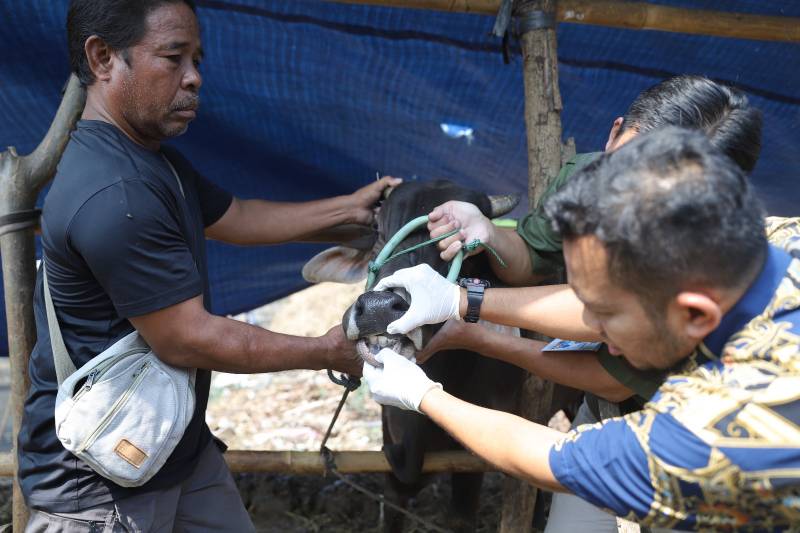 Pemkot Tangerang Lakukan Surveilans Penyakit Hewan Ternak