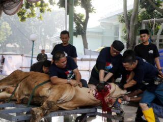 Wali Kota Tangerang Tinjau Penyembelihan Kurban dan Distribusi Daging Iduladha 1446 H