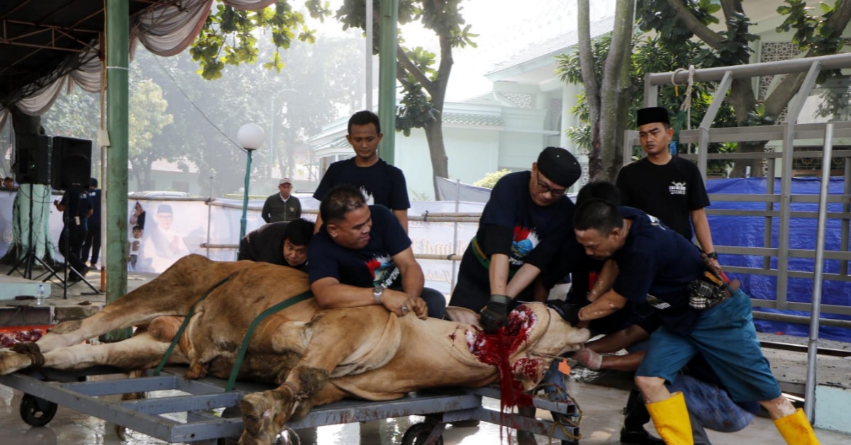Wali Kota Tangerang Tinjau Penyembelihan Kurban dan Distribusi Daging Iduladha 1446 H