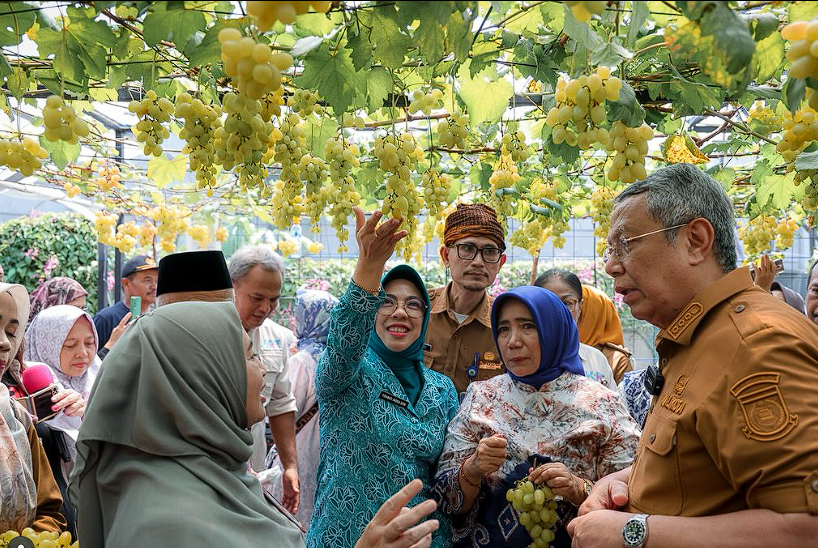 Ketua TP PKK Banten Tinawati Andra Soni Dukung Panen Anggur Ponjay Bendav di Tangsel
