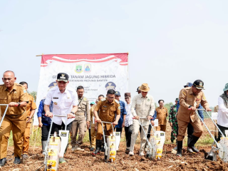 Andra Soni Hadiri Gerakan Tanam Jagung di Lebak, Perkuat Ketahanan Pangan Banten