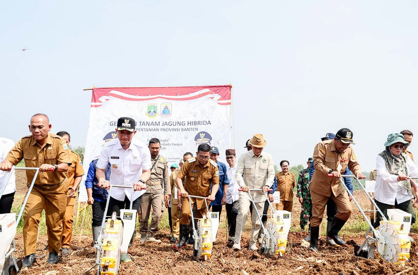Andra Soni Hadiri Gerakan Tanam Jagung di Lebak, Perkuat Ketahanan Pangan Banten