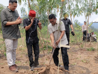 Panen Raya Singkong Lebak, Andra Soni Pastikan Akses dan Pasar