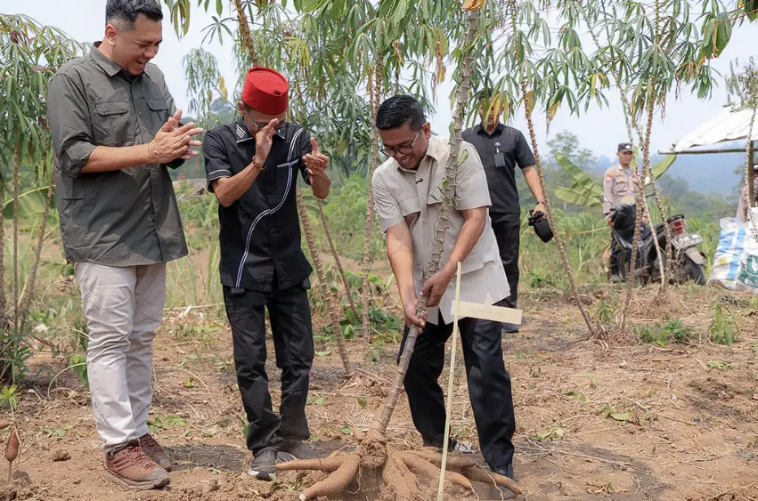 Panen Raya Singkong Lebak, Andra Soni Pastikan Akses dan Pasar
