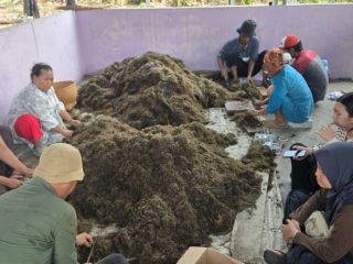 Tingkatkan Produktivitas Padi Sawah, Pemkab Tangerang Gandeng BRIN Kembangkan Inovasi Pupuk Organik
