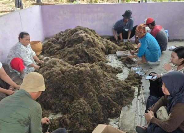 Tingkatkan Produktivitas Padi Sawah, Pemkab Tangerang Gandeng BRIN Kembangkan Inovasi Pupuk Organik